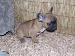 Bouledogues français  inscrits au lof - Miniature