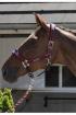 Recherche cheval - Miniature