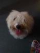 A donner coton de tulear - Miniature