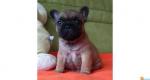 Chiots bouledogue francais lof - Miniature