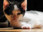 Chatons (don) - Miniature