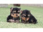 Magnifique chiots type yorkshire non lof - Miniature