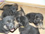 Chiots berger allemand lof - Miniature