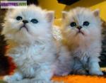 Chatons type persan - Miniature