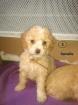 Chiots type caniche nains - Miniature