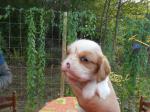 Chiot cavalier king charles lof - Miniature