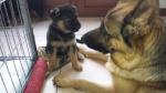 Vends chiots berger allemand - Miniature