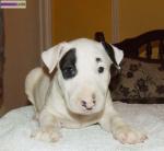 Adorable chiot maltese - Miniature