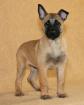 Chiots bergers malinois lof disponibles - Miniature