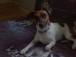 Rechercher jack russel - Miniature