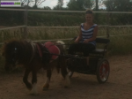 Poney - Miniature