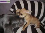 2 males (type) chihuahua beiges de 3 mois - Miniature