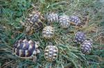 Tortue terre hermann/marginata - Miniature