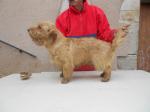 Basset fauve de bretagne lof - Miniature