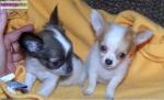 Don contre bon soins de mon couple chiot chihuahua - Miniature