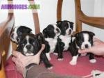 Chiots type boston terrier non lof - Miniature