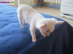 A donnez chiot de type chihuahua femelle poils mi longs non... - Miniature