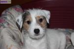 Parson russell terrier - Miniature