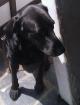 Chienne type labrador - Miniature