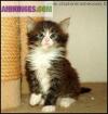 Chatons maine coon loof - Miniature