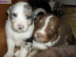 Chiots berger australien a reserver - Miniature