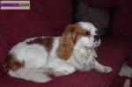 Cavalier king charles lof - Miniature