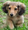 Types chiots teckel 1 male 1 femelle non lof - Miniature