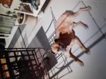 Garde de chien - Miniature