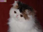 Bb persan - Miniature