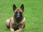 Chiots malinois lof - Miniature