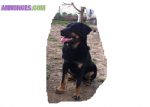 Chien type rottweiler - Miniature