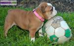 A reserver: 2 chiots type bouledogue anglais (non lof). - Miniature