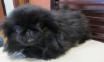 Pekinois lof - Miniature