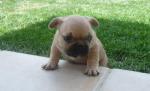  donner chiot bouledogue français femelle 3 mois - Miniature