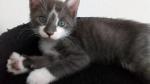 Urgent chatons - Miniature