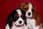 Deux chiots cavalier king charles - Miniature