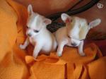 A donner chiots mini type chihuahua - Miniature