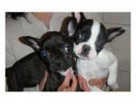 Magnifiques chiots bulldog francais - Miniature