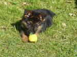 A donner chiot type berger allemand femelle  - Miniature