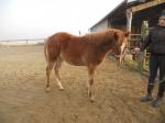 Pouliche quarter horse x pfs - Miniature