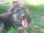 Chiots bergers allemand inscrits au l.o.f - Miniature