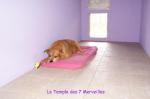 Pension pour chiens en haute-vienne limousin 87 - Miniature