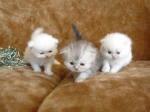 Adorable chaton persan a donner - Miniature