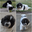 Chiot terre neuve - Miniature