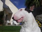 Chiots bull terrier lof à reserver - Miniature