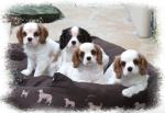 Magnifiques chiots cavalier king charles - Miniature