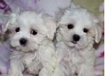 Chiots bichon maltais a donner - Miniature