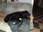 Recherche 1 chiot ou jeune chien gratuit - Miniature