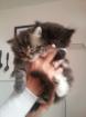 Chaton type persan - Miniature