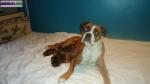 Chiots boxers - Miniature